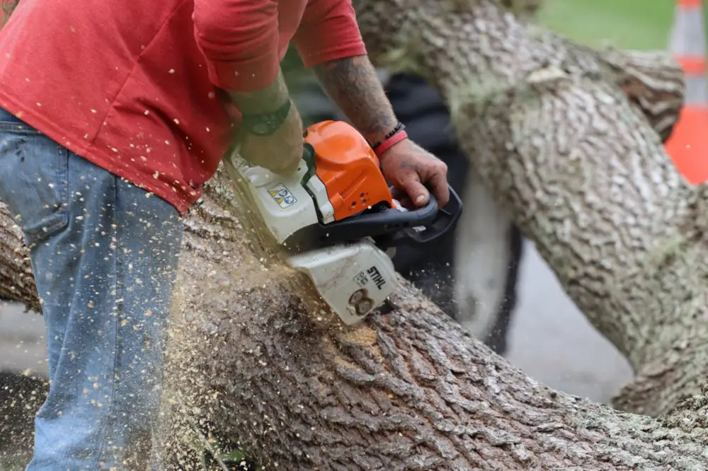 arborist working
