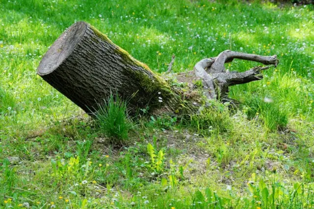 stump grinder
